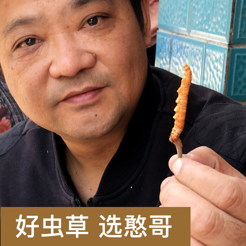 Qinghai Han Ge 4g Cordyceps Cordyceps Yushu Za Duo Tibet Naqu Cordyceps Cordyceps Cordyceps Cordyceps Cordyceps Cordyceps Cordyceps Cordyceps Cordyceps Cordyceps Cordyceps Cordyceps Cordyceps Cordyceps with Gift Boxes