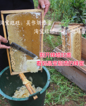 2021 new honey shipment is not timely) Summer honey edible agricultural products wild muzi wild mountain black oak in the bee soil honey
