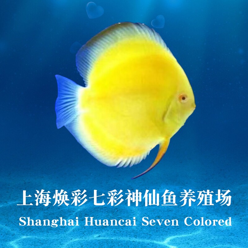 涣彩七彩神仙鱼养殖场的LOGO
