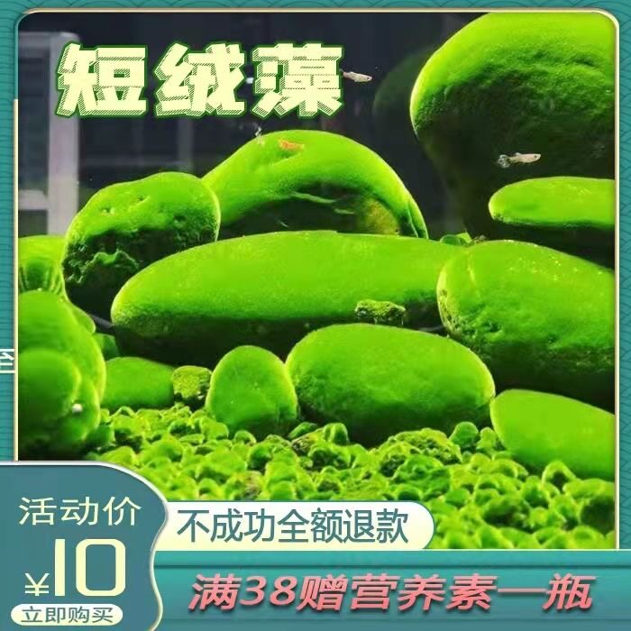 精品绒藻兰寿金鱼虾缸造景短绒藻石藻种绿藻种天然水培水草绿地毯真香体验!_手机游戏_淘宝游戏网