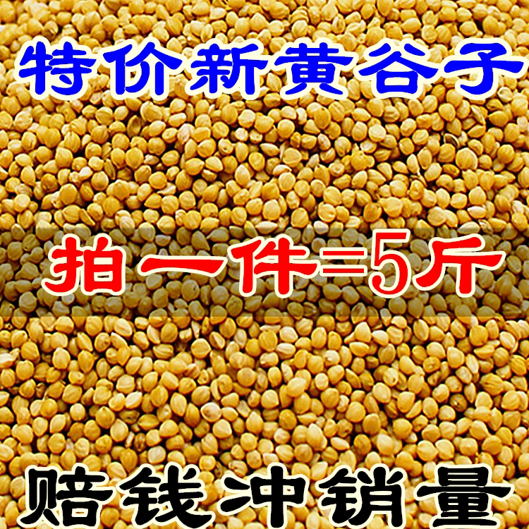 殻付きの新鮮な黄色いキビ5斤（2.5斤）、虎柄のオカメインコ、小型および中型のオウム、そしてキンカチョウ。