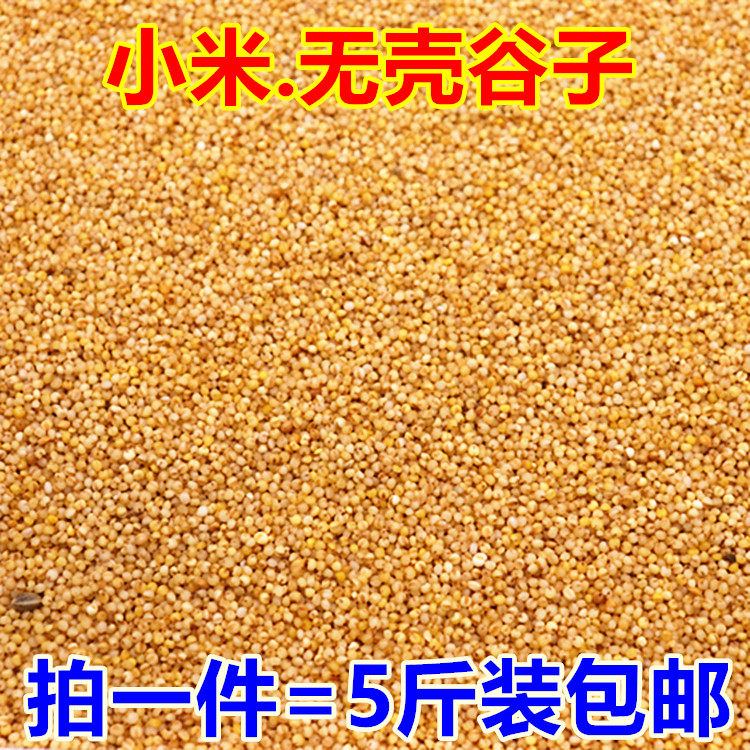 A piece of raw material for chicken grain feed egg egg millet for millet grain of chicken pearl bird bird skin parrot