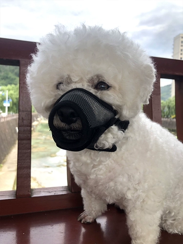 Крышка рта собаки может пить воду, чтобы предотвратить укус и предотвратить ошибочную маску, чтобы отрегулировать небольшую, среднюю, большую, большую кора собаки.