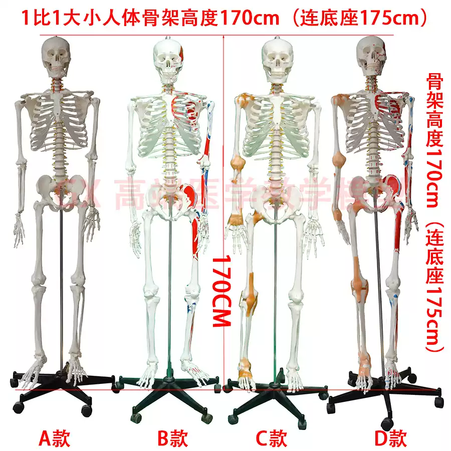 GX真人大小骨架模型医用骨骼教学模型170cm人体骨骼模型可弯曲脊柱大