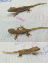 The ciliary horn of the palace can be selected with clear details