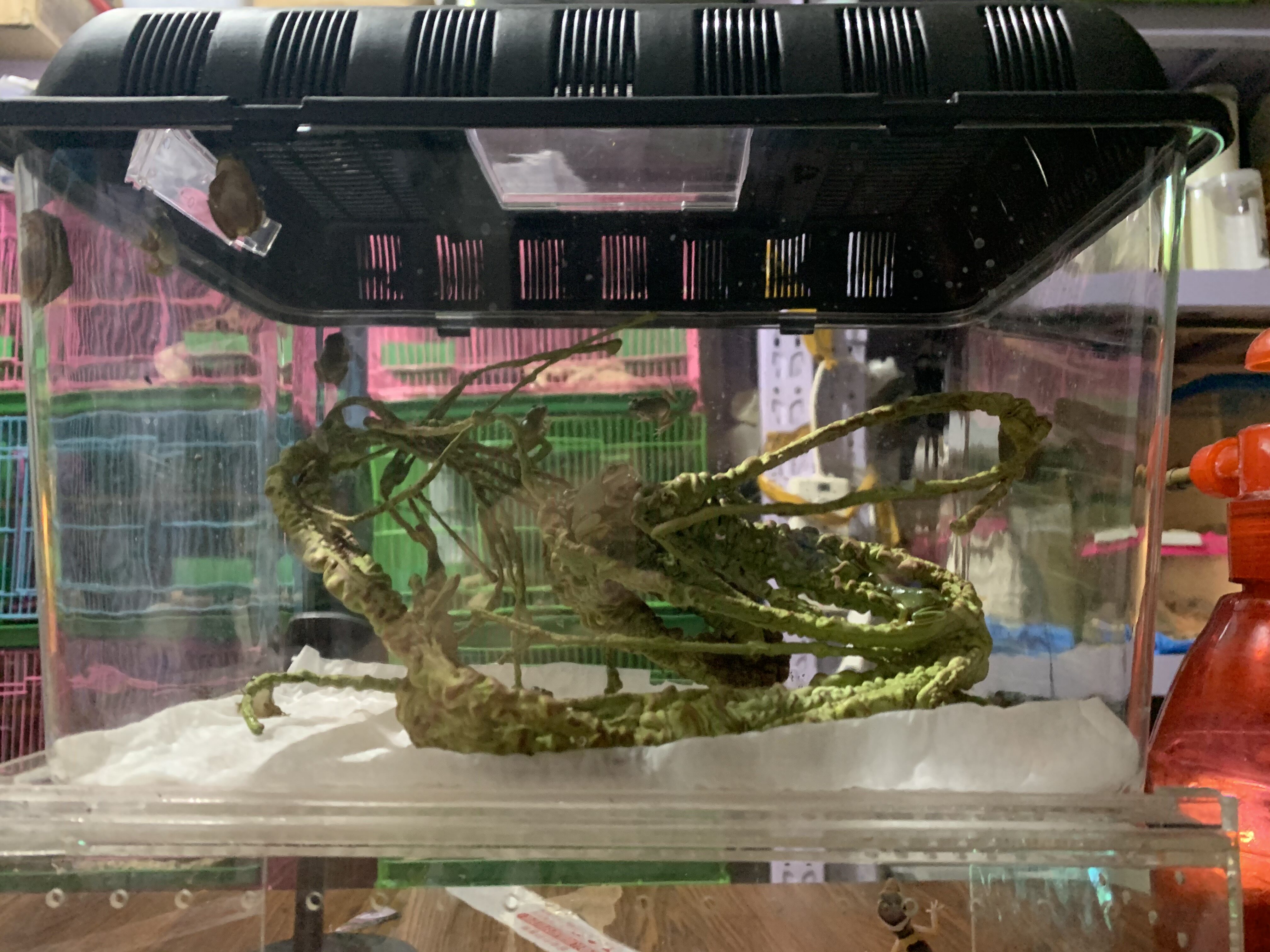 Import Boutique Old Lord Tree Frog Pet Box Package Mascara Keeper's Palace Box Pet Frog Green Blue Grandpa Tree Frog