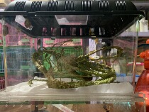 Imported boutique tree frog pet box set ciliary horn guard box pet frog green blue grandfather tree frog