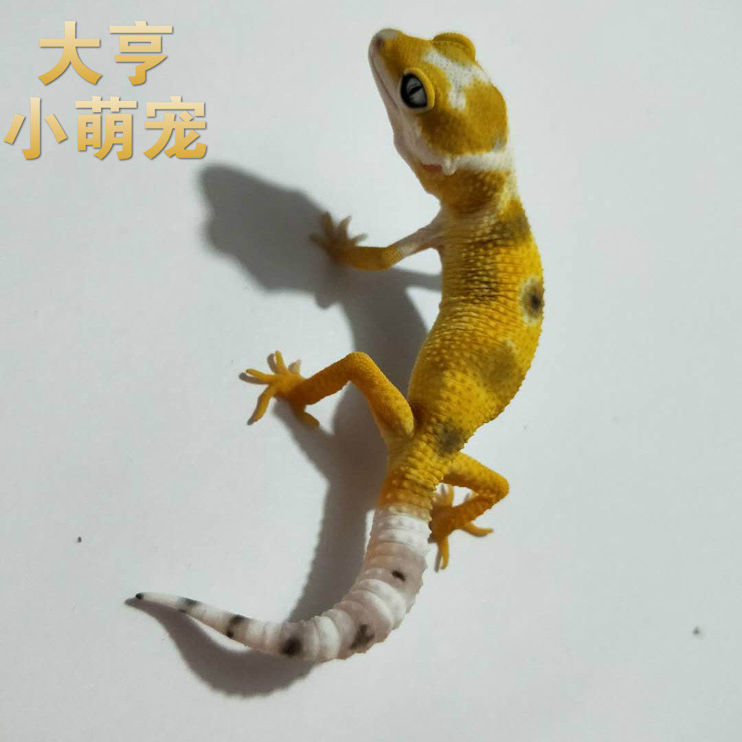 Larva live pet easy to raise pet reptile mini small alternative cute adult BAO WEN gecko live larvae