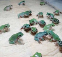 Imported fine master tree frog pet grandfather live sticky frog pet frog green blue grandfather tree frog
