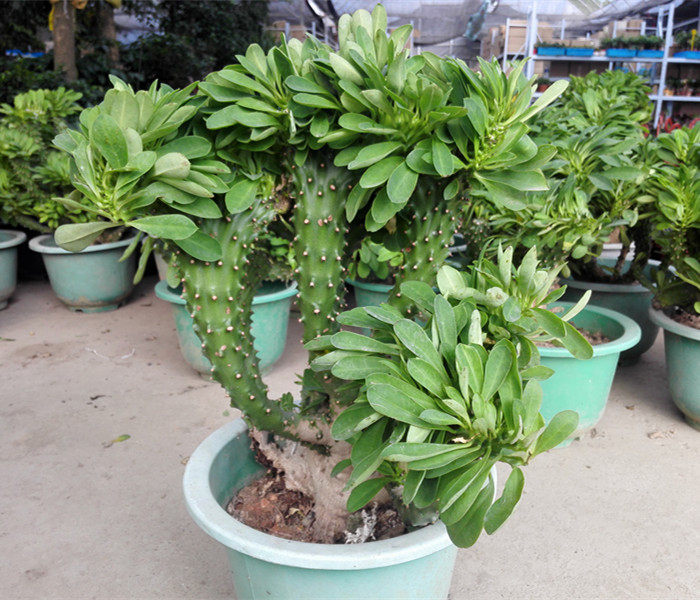 麒麟叶植物,麒麟植物,麒麟尾植物(第10页)_大山谷图库