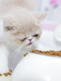 Любовь собака Grasson Batling Cat Fore Cat Food BK34 кошачий молочный торт 2 кг демоли -минный период котенок купоны еды минус 15 юаней