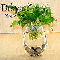 Simple transparent dinosaur egg hydroponic plants glass flower arrangement bottle flower pot living room countertop water raising green dill fish tank large