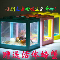 Creative play PET desktop crab turtle living two-habitat land and water feeding ecological box cylinder cute little pet combination