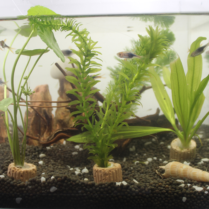 Sloth Water Grass Living Real Water Grass Aquarium Building View Tabletop Fish Tank Small Fish Tank Set Sloth Ceramic Base