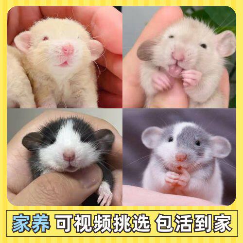 25年必养花枝鼠幼崽|宿舍党闭眼入的网红小宠避坑指南-其它宠物-淘宝好物网