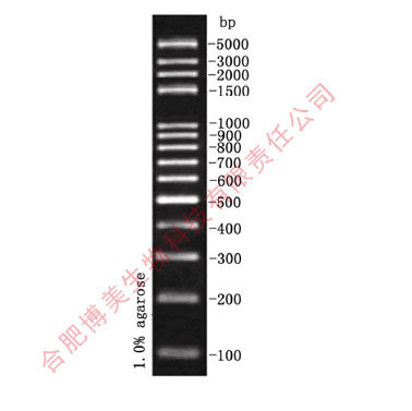 100bp plus DNA Marker（100-5000bp） 分子量标准50T  250ul