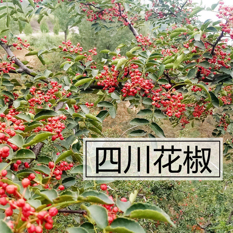 特麻特香优选店