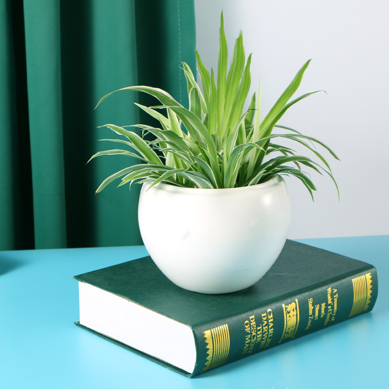 Ornament home jade porcelain ceramic living room office daffodils money grass medium and small hydroponic hydroponic decorative flower pot