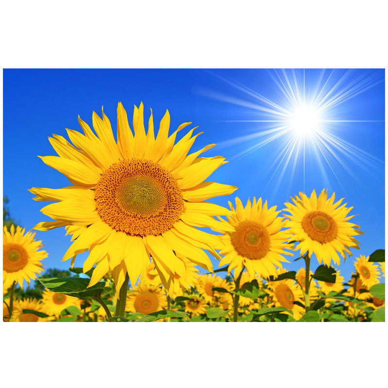 Sunflower Decorative Painting Wall Sticker Self-Adhesive Mural Landscape Painting Sunflower Living Room Background Sticker