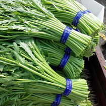 Polished Rod Small Leaf of Chrysanthemum Chrysanthemum Seed Emperor Vegetable Fluffy artemisia Chrysanthemum Rapeseed Potted Open-air Greenhouse All Season Vegetable Seeds