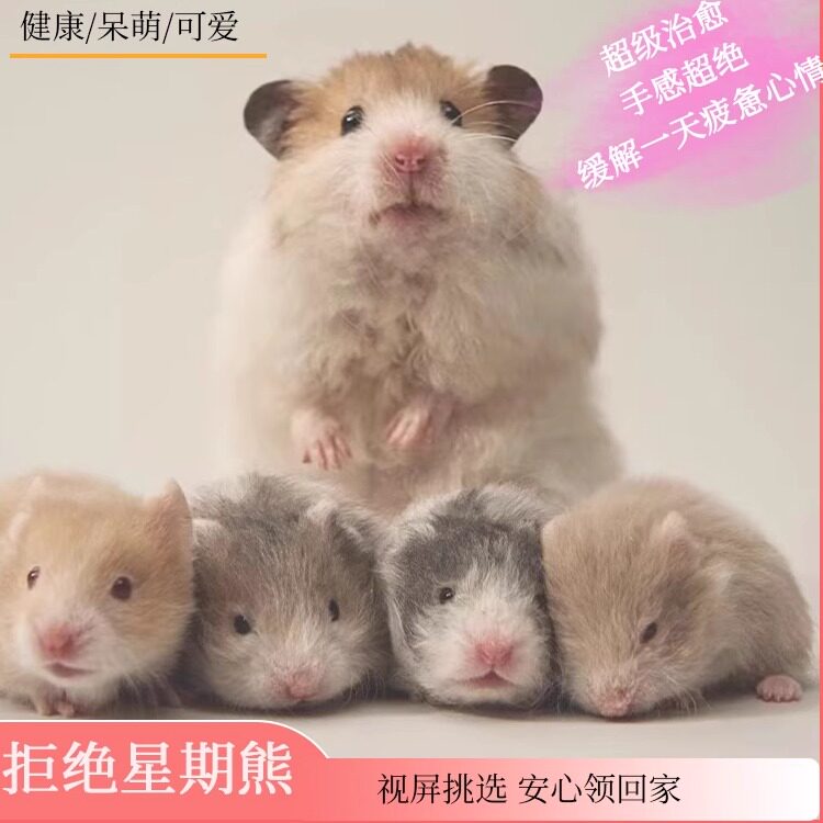 逸浩鼠鼠