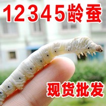 Silkworm baby living student sericulture set 1-5 years old fresh mulberry leaves White silkworm seed silkworm eggs colorful silkworm cover live