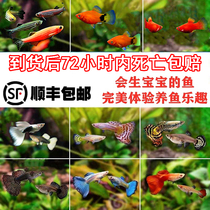 Guppy live phoenix tail fresh water pet seedling purebred small viviparous tropical goldfish red light small fish ornamental fish