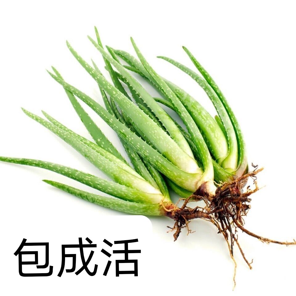 金城芦荟
