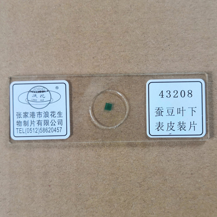 43208蚕豆叶下表皮装片 生物显微镜玻片涂片 浪花牌切片教学仪器
