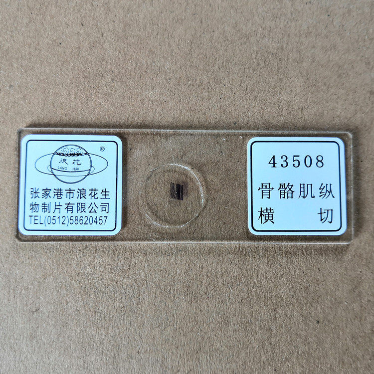 骨骼肌纵横切43508 显微镜玻片涂 浪花牌切片 生物教学仪器