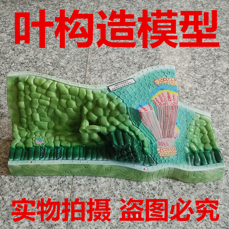 J3206 叶构造模型 生物教学仪器