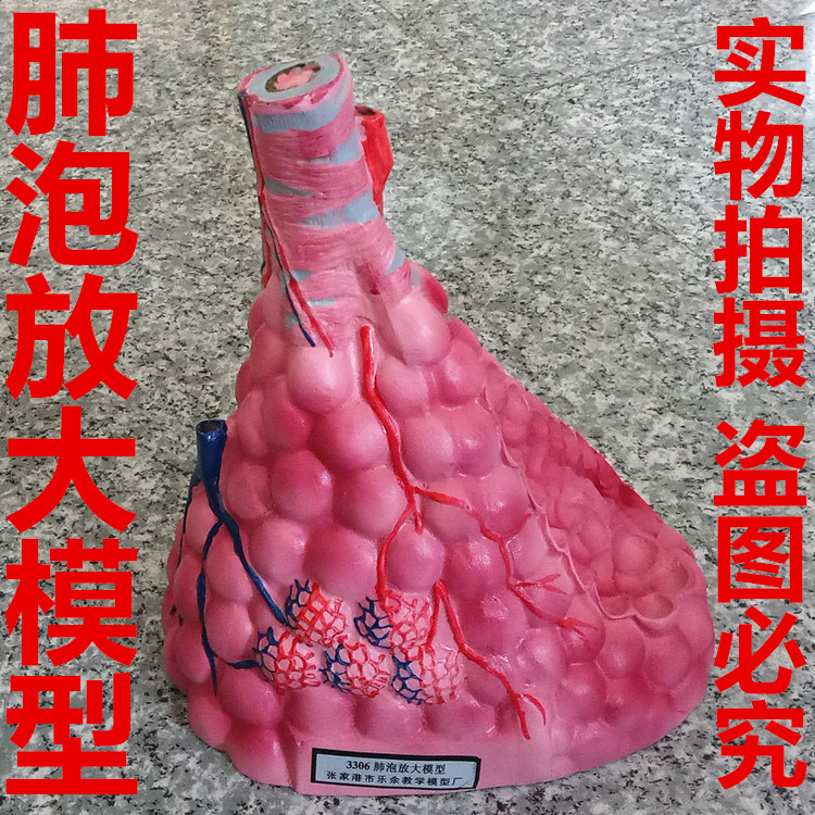 肺泡放大模型 生物教学仪器