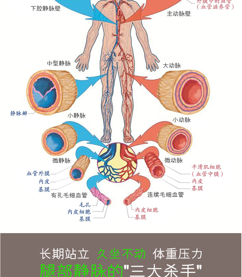 3 chai thuốc giãn tĩnh mạch Sản phẩm chăm sóc sức khỏe Giải phóng chậm tĩnh mạch chân viên nang cần thiết - Thức ăn bổ sung dinh dưỡng viên tảo xoắn