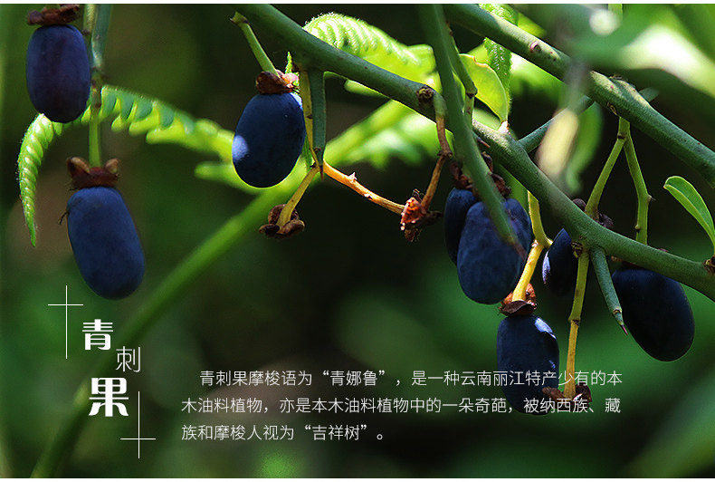 刺油果,油果,非油果(第10页)_大山谷图库