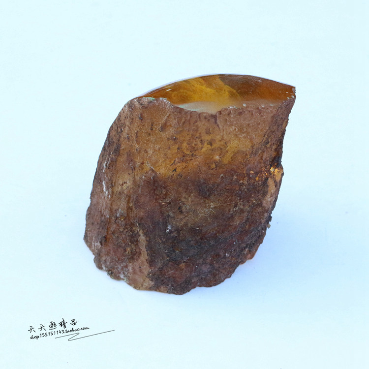 人工琥珀標本小動物生物活體原石真壁虎蜥蜴蟲珀稀有化石擺件