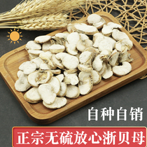 Zhejiang Fritillaria 500g sulfur-free Chinese herbal medicine Zhejiang Fritillaria powder Imitation wild Zhejiang Fritillaria slice Elephant shell pearl shell Big Fritillaria slice