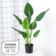 Nhà máy mô phỏng Bắc Âu du lịch chuối phòng khách sàn lớn hoa giả trong nhà giả xanh cây thiên đường trang trí chim trong chậu trang trí - Hoa nhân tạo / Cây / Trái cây cây hoa giả để phòng khách