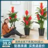 Hongyun Dangtou fake flower simulation flower living room plant simulation green plant Landing tree Indoor flower decoration plastic potted plant