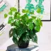 Cây xanh giả nhỏ trong chậu mô phỏng cây tía tô lá cây trong nhà nhựa giả hoa mô phỏng phòng khách nhà hàng trang trí bàn - Hoa nhân tạo / Cây / Trái cây