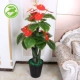 Cây giả hoa anthurium hoa giả chậu hoa trồng sàn lớn cây xanh giả trang trí phòng khách trang trí nội thất nhà máy mô phỏng - Hoa nhân tạo / Cây / Trái cây