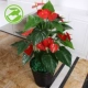 Cây giả hoa anthurium hoa giả chậu hoa trồng sàn lớn cây xanh giả trang trí phòng khách trang trí nội thất nhà máy mô phỏng - Hoa nhân tạo / Cây / Trái cây