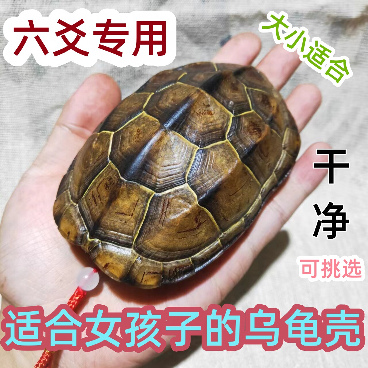 乌龟壳真甲壳天然完整文玩龟甲摇卦起卦富甲把件金线龟壳卜龟壳占