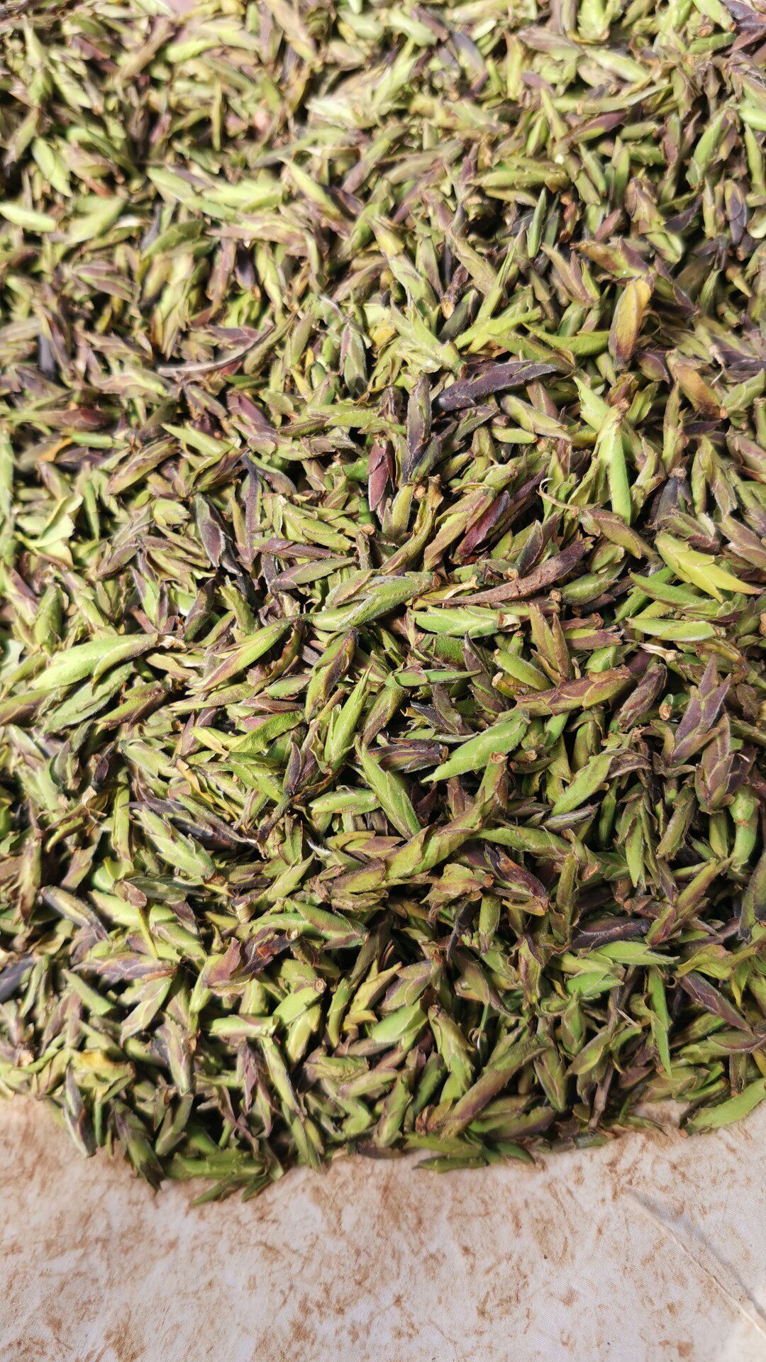 Wild white tea buds in 2023 are half a pound of 180 yuan and 360 yuan