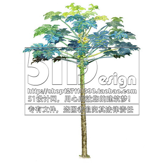 SC00018国外手绘风格植物景观配景图片JPG素材中英名称50树...-10
