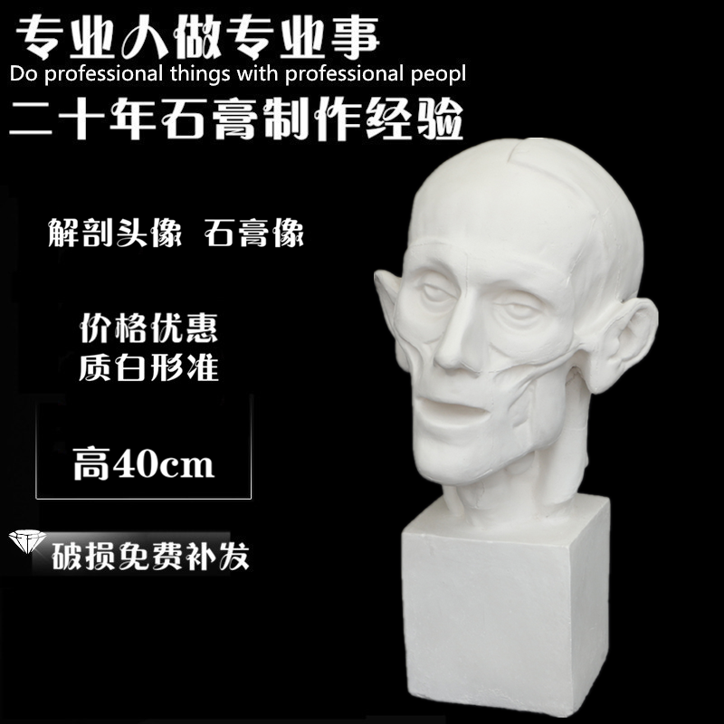 Fine Art Supplies Write Raw Teaching Aids Plaster Like Avatar Anatomical Pickpocketing Human Alien Sketching of Jingyi Crafts