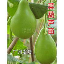 Gourde végétale du Guangdong courge sucrée et comestible plante de jardin en pot fraîchement arrachée et expédiée avec de la boue.