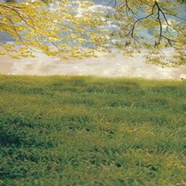 The scenic view of the character is written true 001