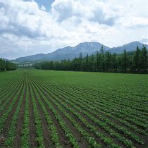 The scenic view of the character is written true 001