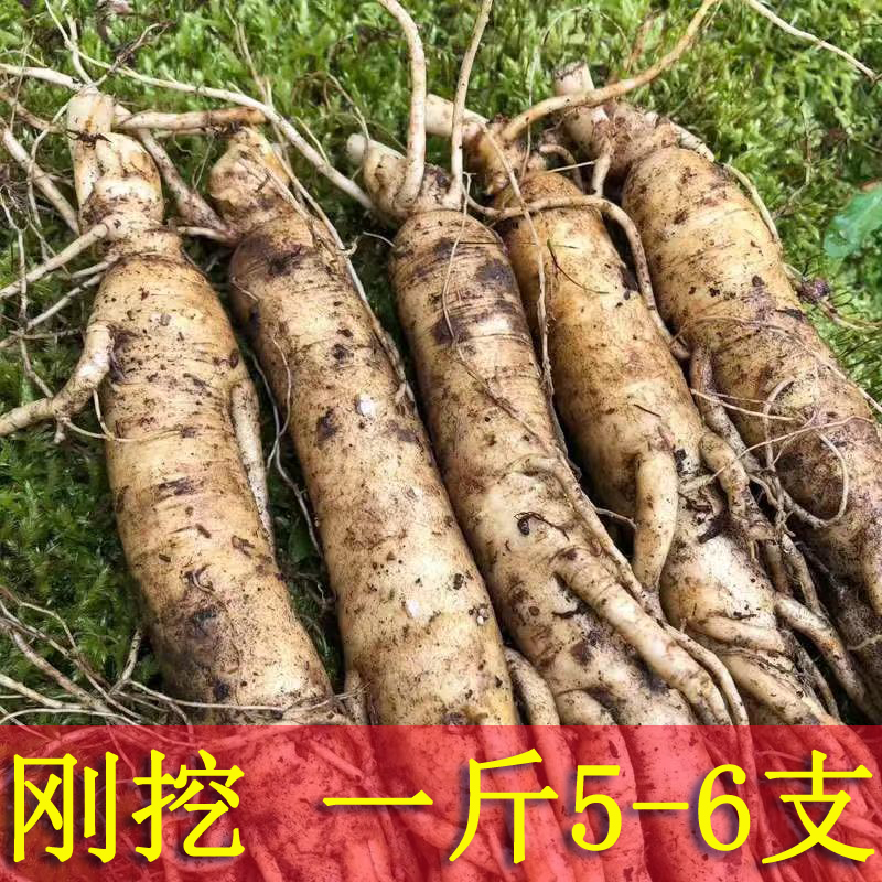 (1 kg of 5-6) Changbai Mountain Ginseng ginseng Ginseng Wild Mountain Ginseng Fresh White Ginseng Tohoku Special production with fresh ginseng