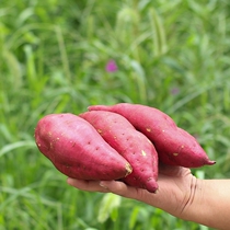 Net weight 5kg big fruit Linan Tianmu Mountain small fragrant potato fresh farm vegetables sweet potato honey potato chestnut sweet potato sweet potato